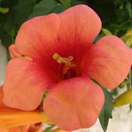 Appartamento Franicevic Spalato