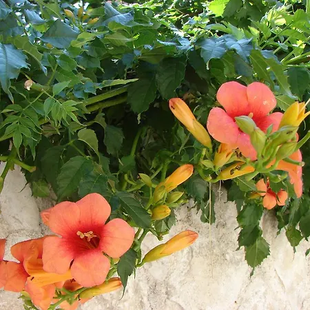 Franicevic * Spalato