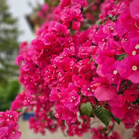 Franicevic Appartamento Spalato