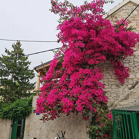 Franicevic * Spalato