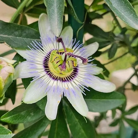 Franicevic Appartamento