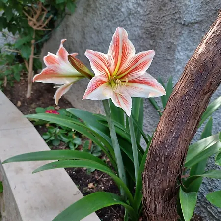 Appartamento Franicevic *