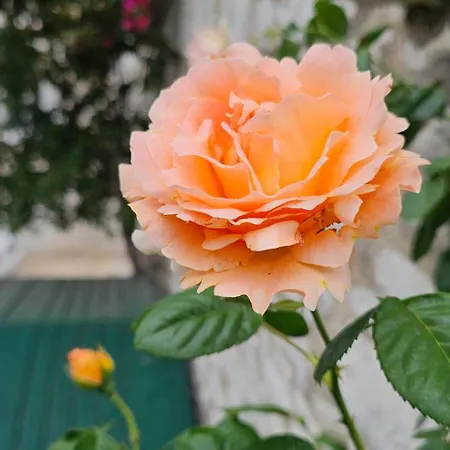 Franicevic * سبليت