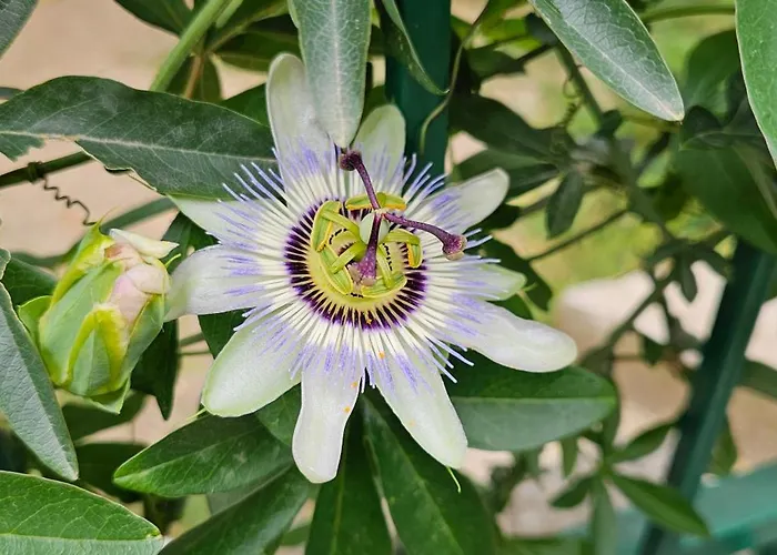 Franicevic Apartamento