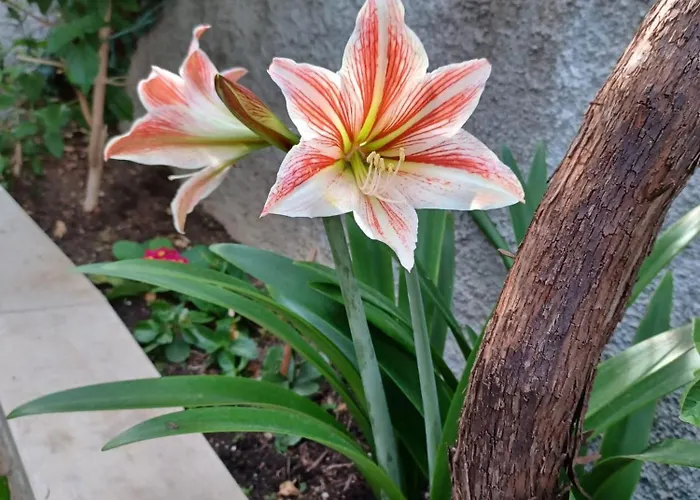 Apartamento Franicevic *